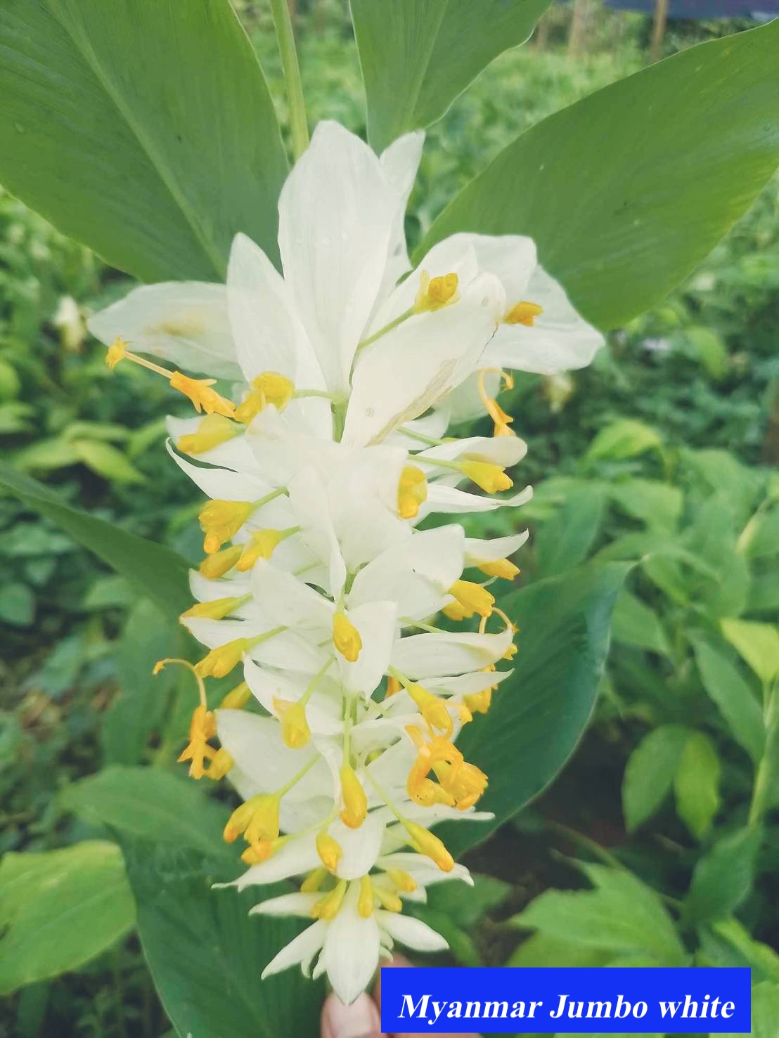 Globba winitii